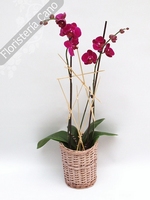 Planta para regalo orquídea phaleanopsis con macetero de mimbre